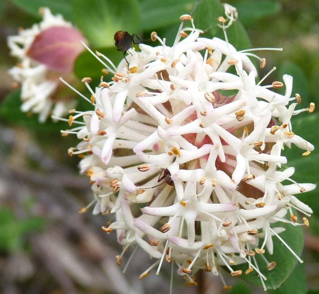 Pimelea ligustrina (hero image)