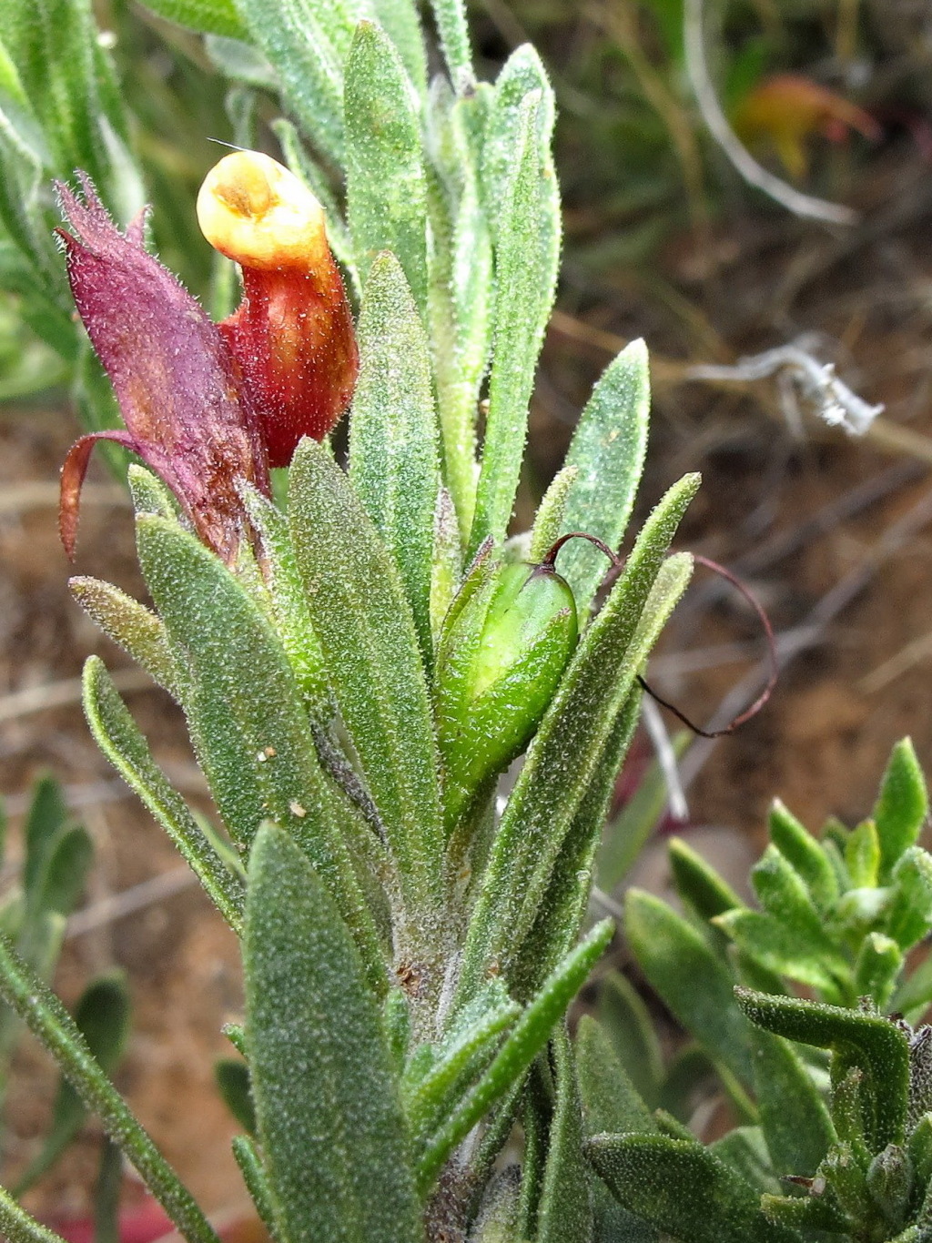 Eremophila glabra (hero image)