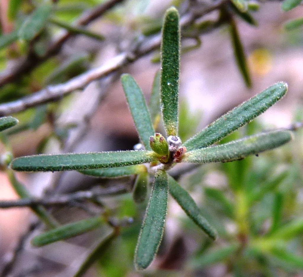 Hibbertia riparia (hero image)