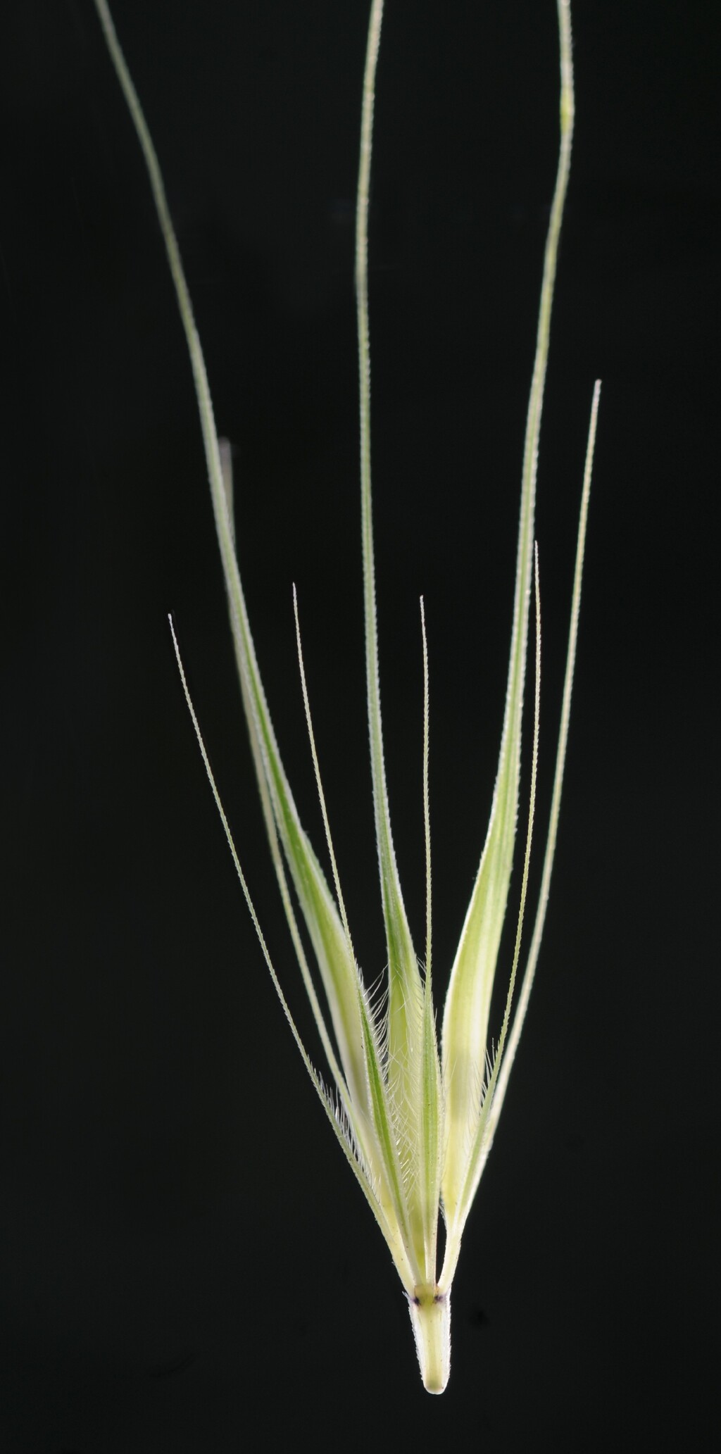 Hordeum leporinum (hero image)