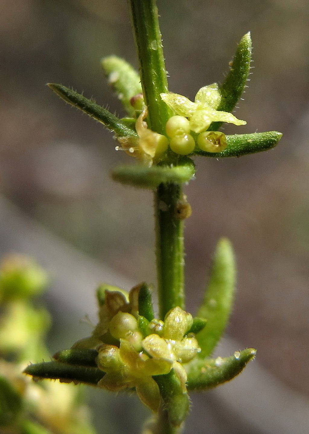 Galium compactum (hero image)