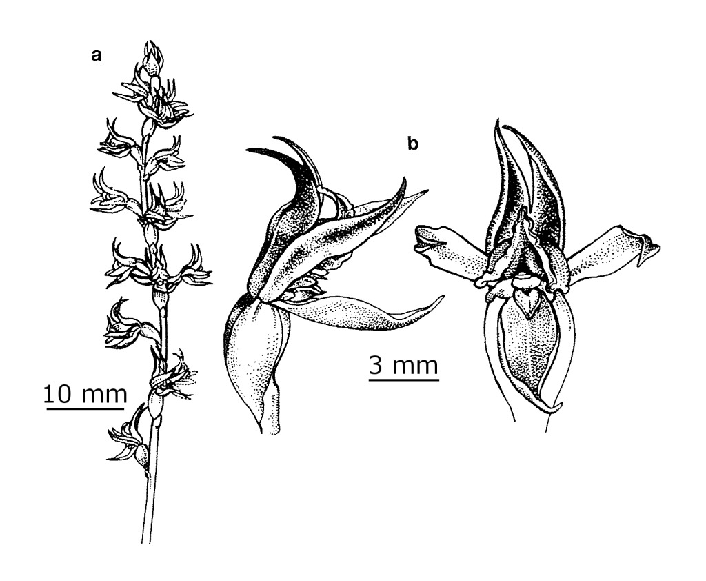 Prasophyllum appendiculatum (hero image)