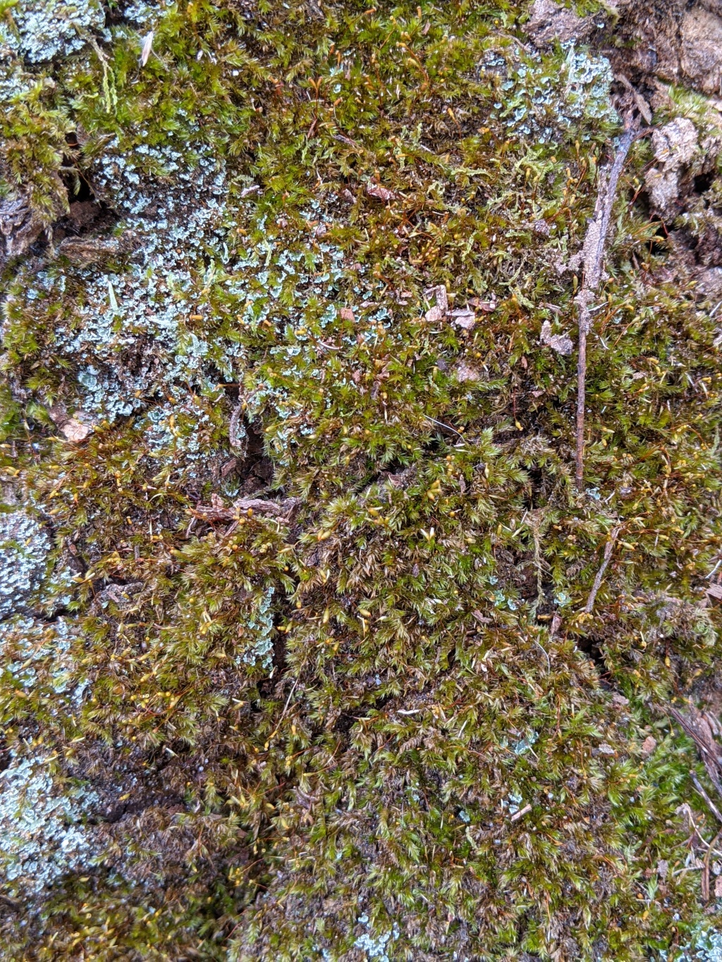 Sematophyllum homomallum (hero image)