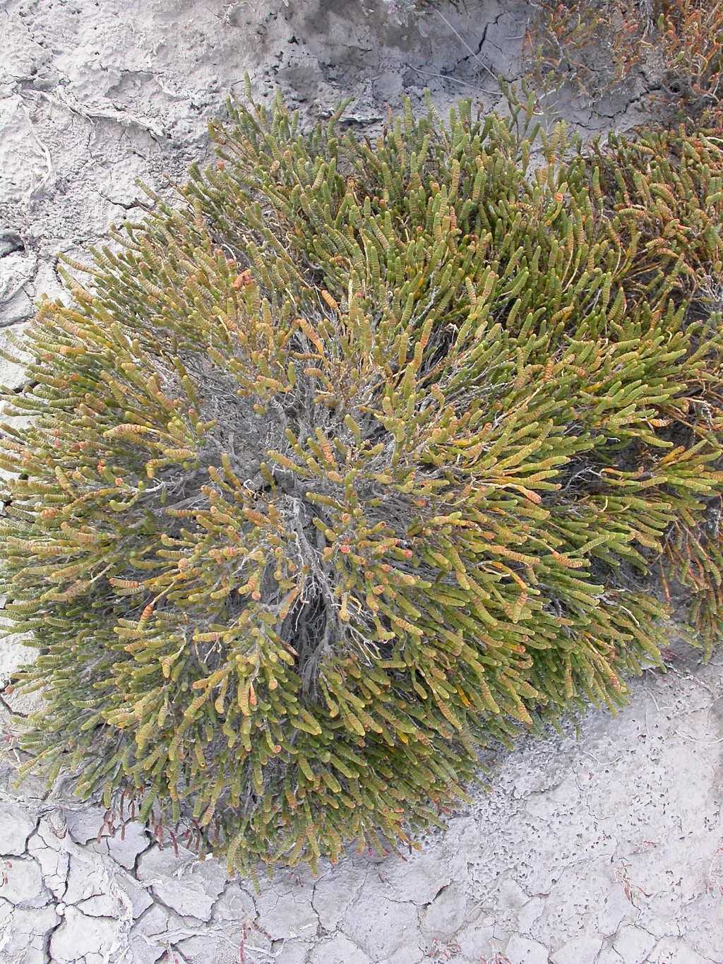 Tecticornia flabelliformis (hero image)