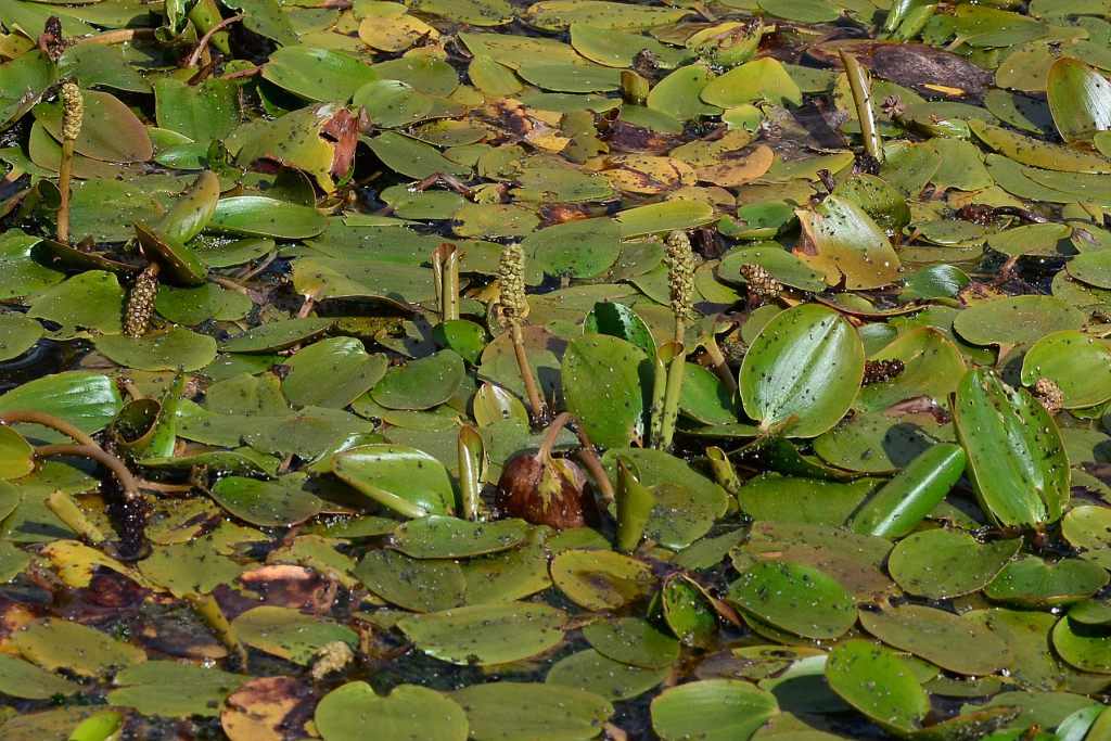 Potamogetonaceae (hero image)