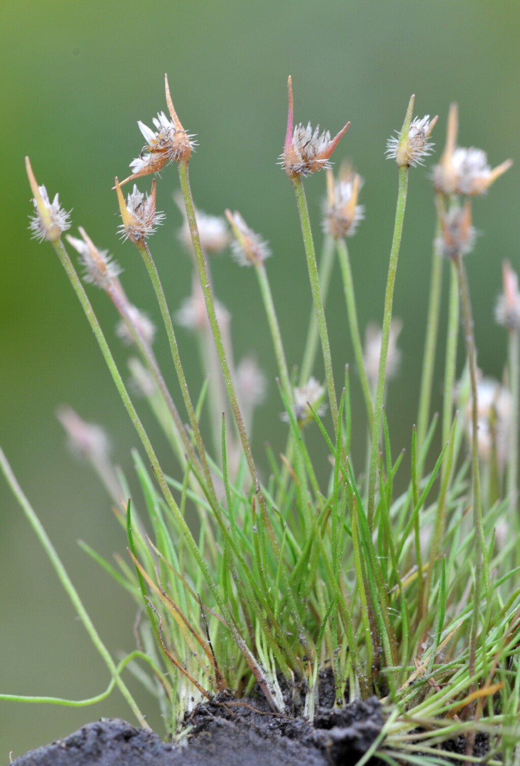 Centrolepis fascicularis (hero image)