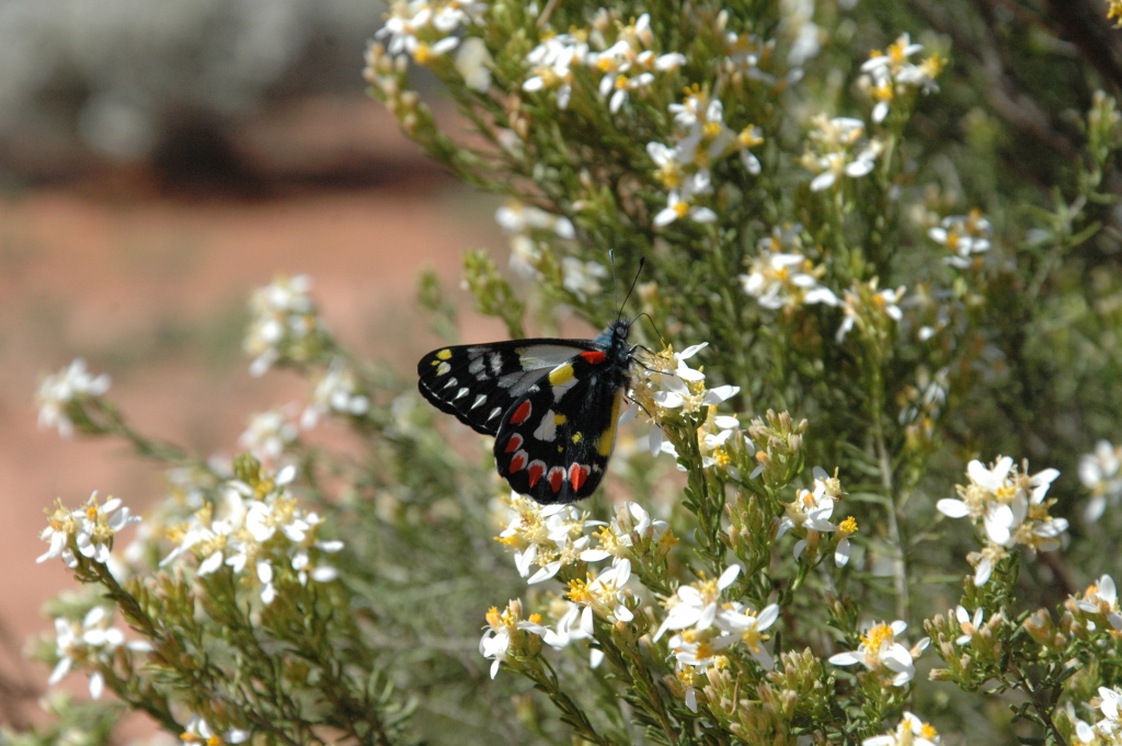 Olearia subspicata (hero image)