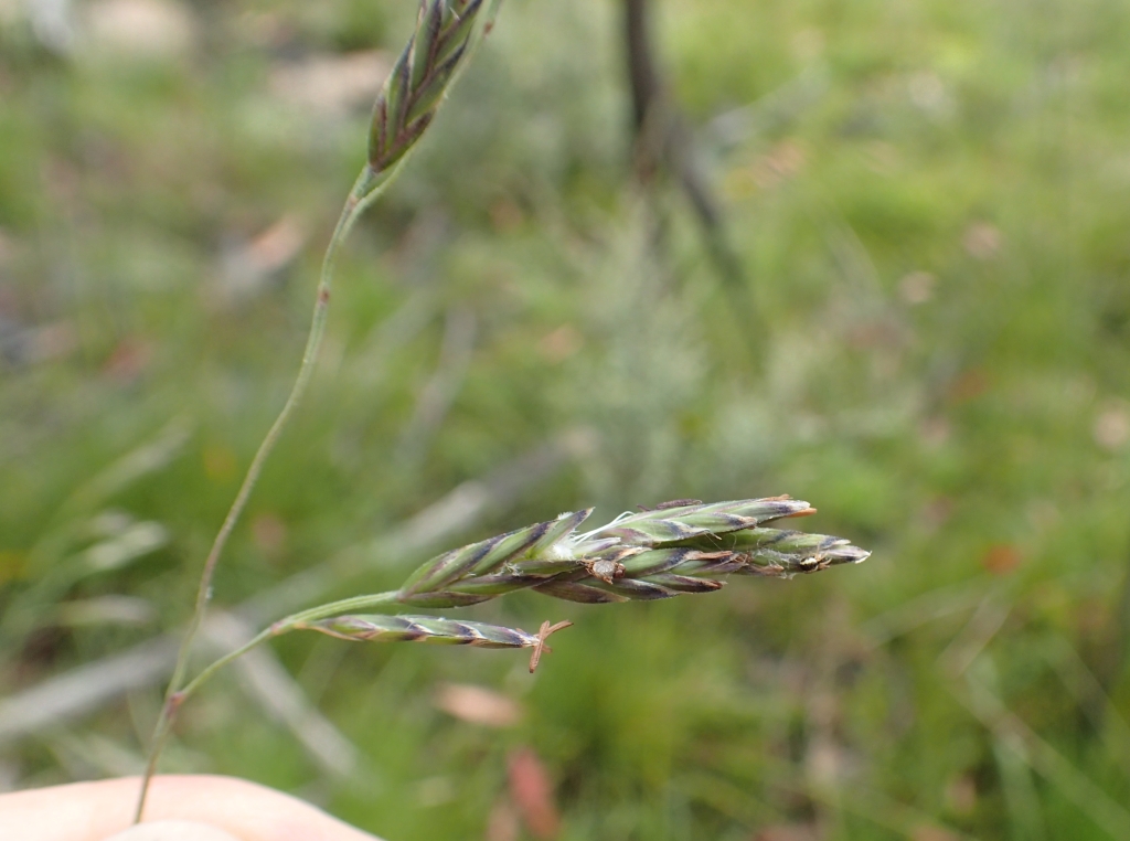 Hookerochloa (hero image)