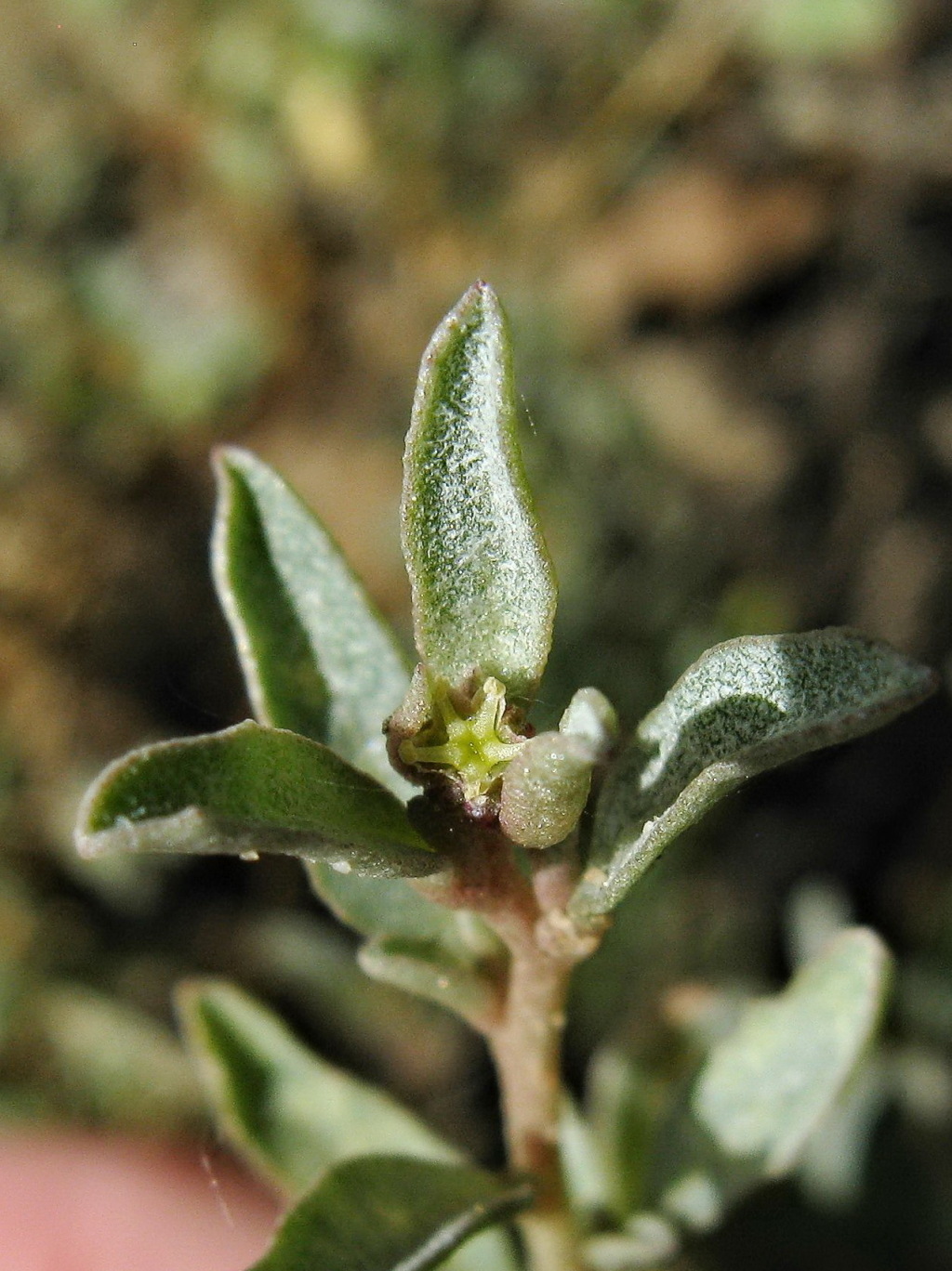 Atriplex semibaccata (hero image)