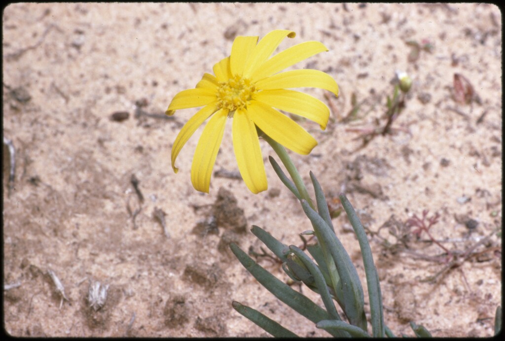 Senecio gregorii (hero image)