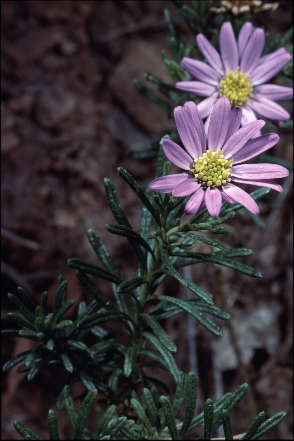 Olearia tenuifolia (hero image)