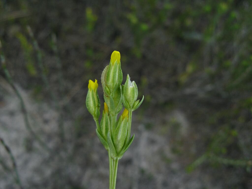 Sebaea ovata (hero image)