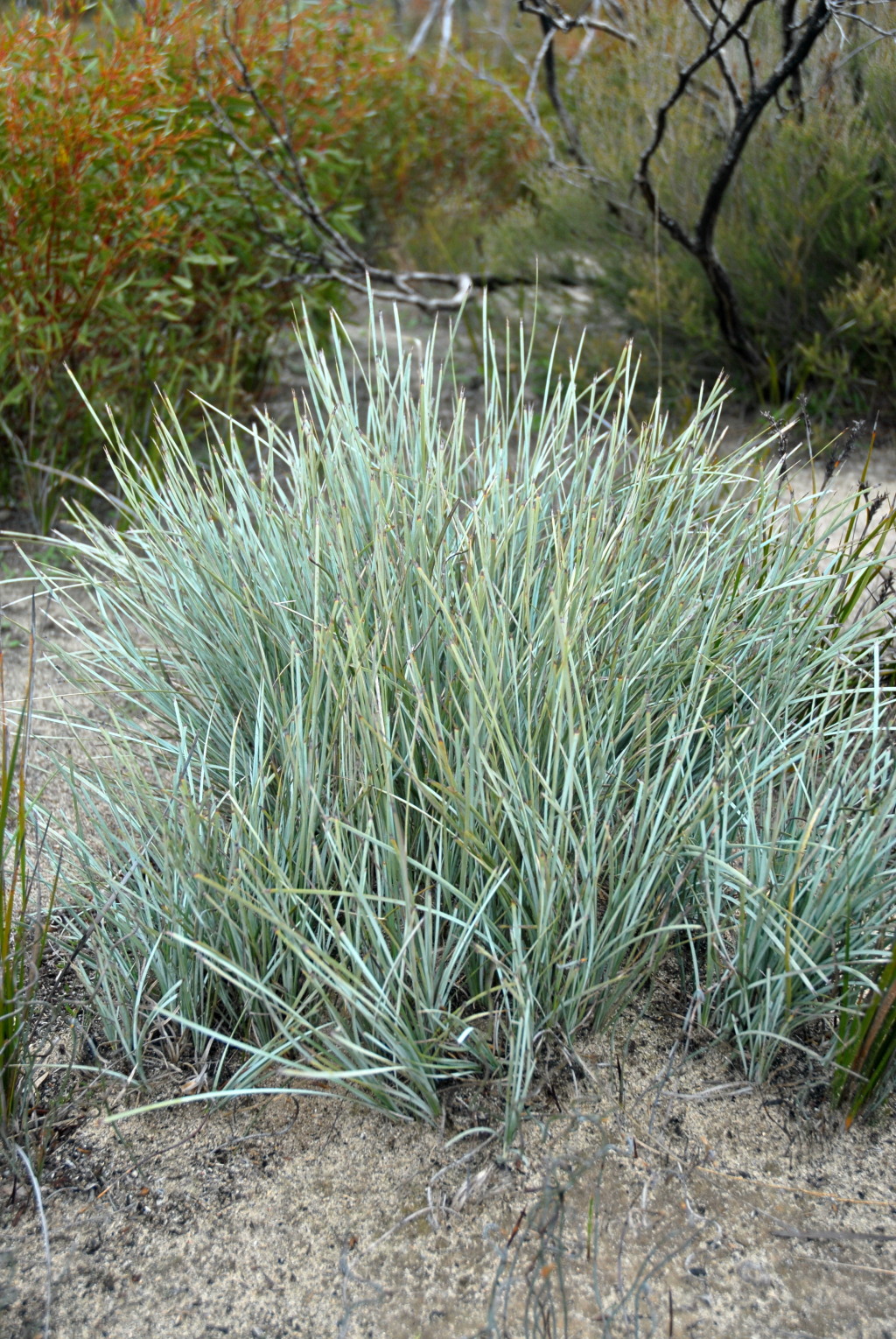 Lomandra effusa (hero image)