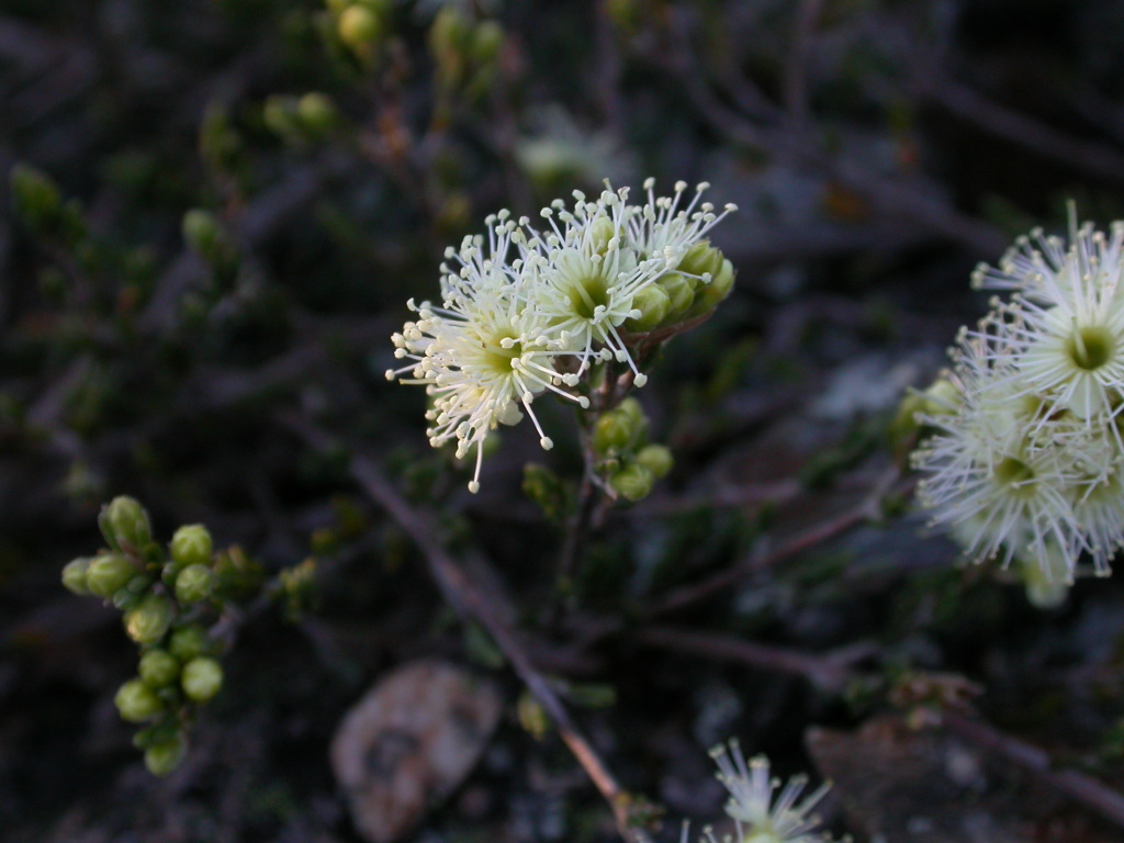 Kunzea muelleri (hero image)