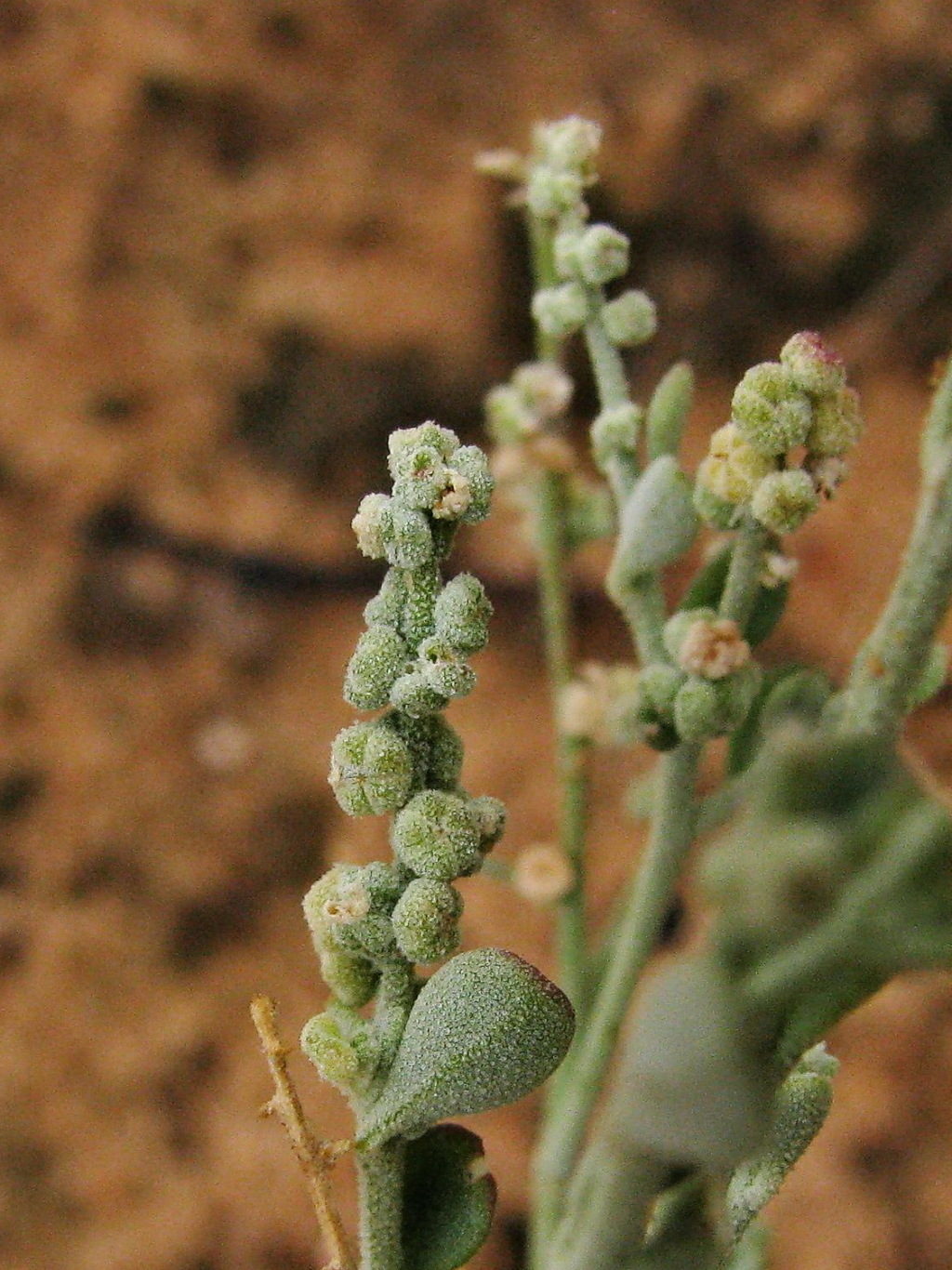 Chenopodium desertorum subsp. rectum (hero image)