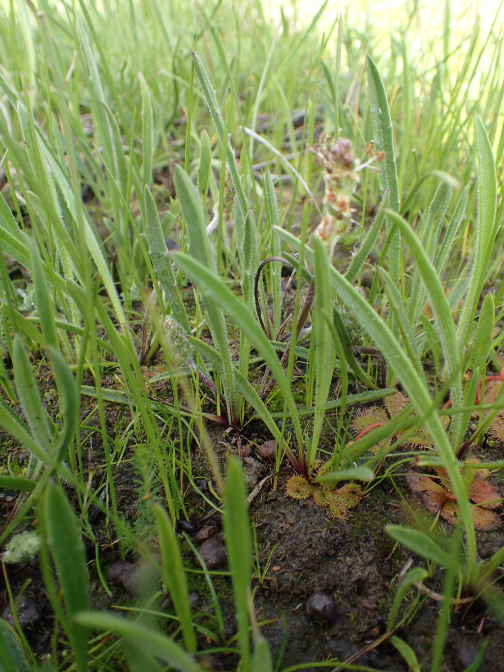 Plantago gaudichaudii (hero image)