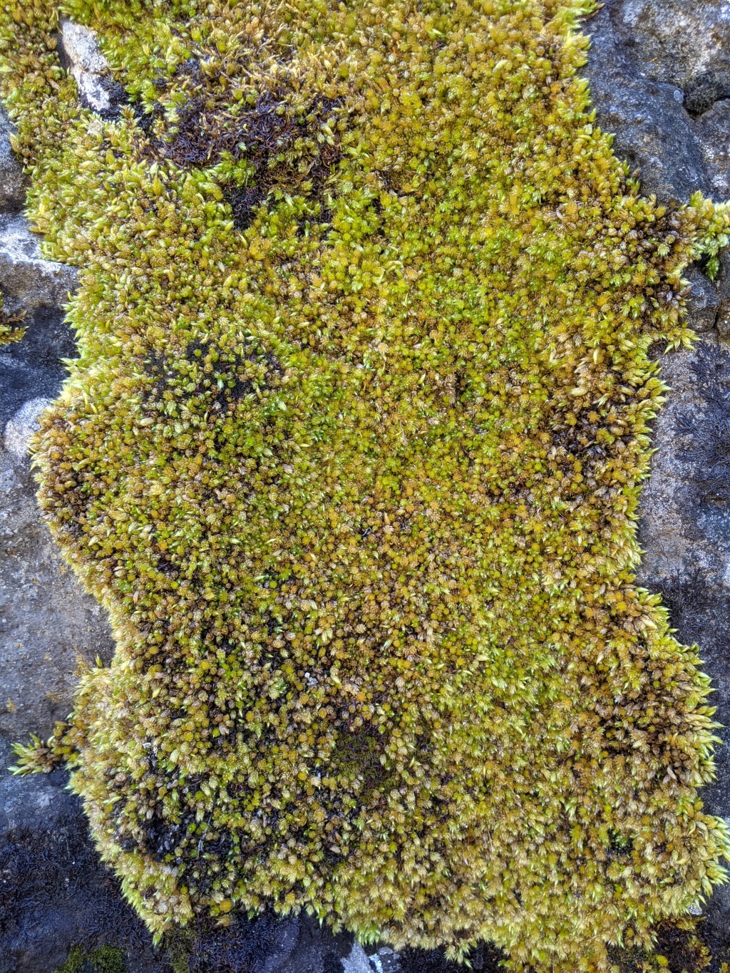Lepyrodontaceae (hero image)