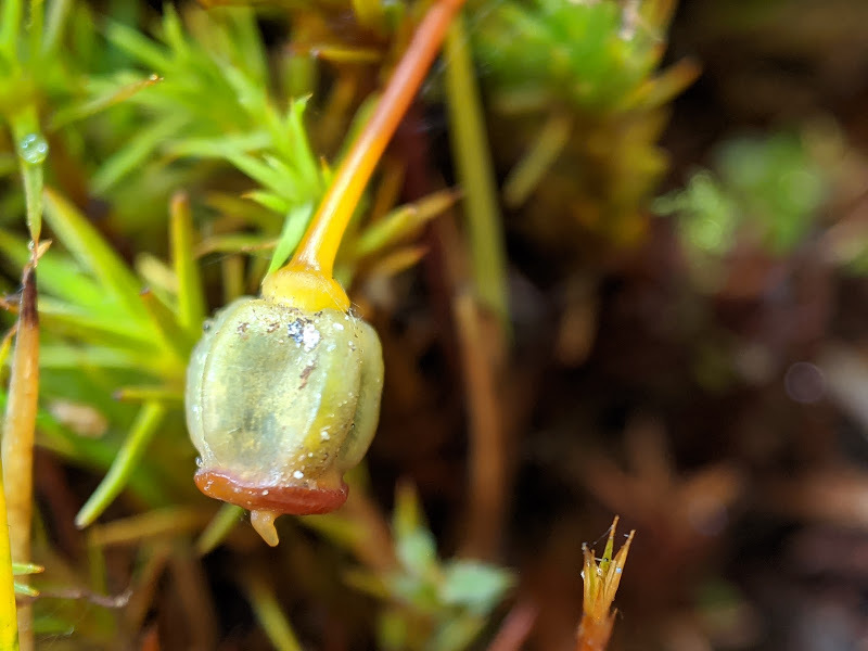 Polytrichum (hero image)