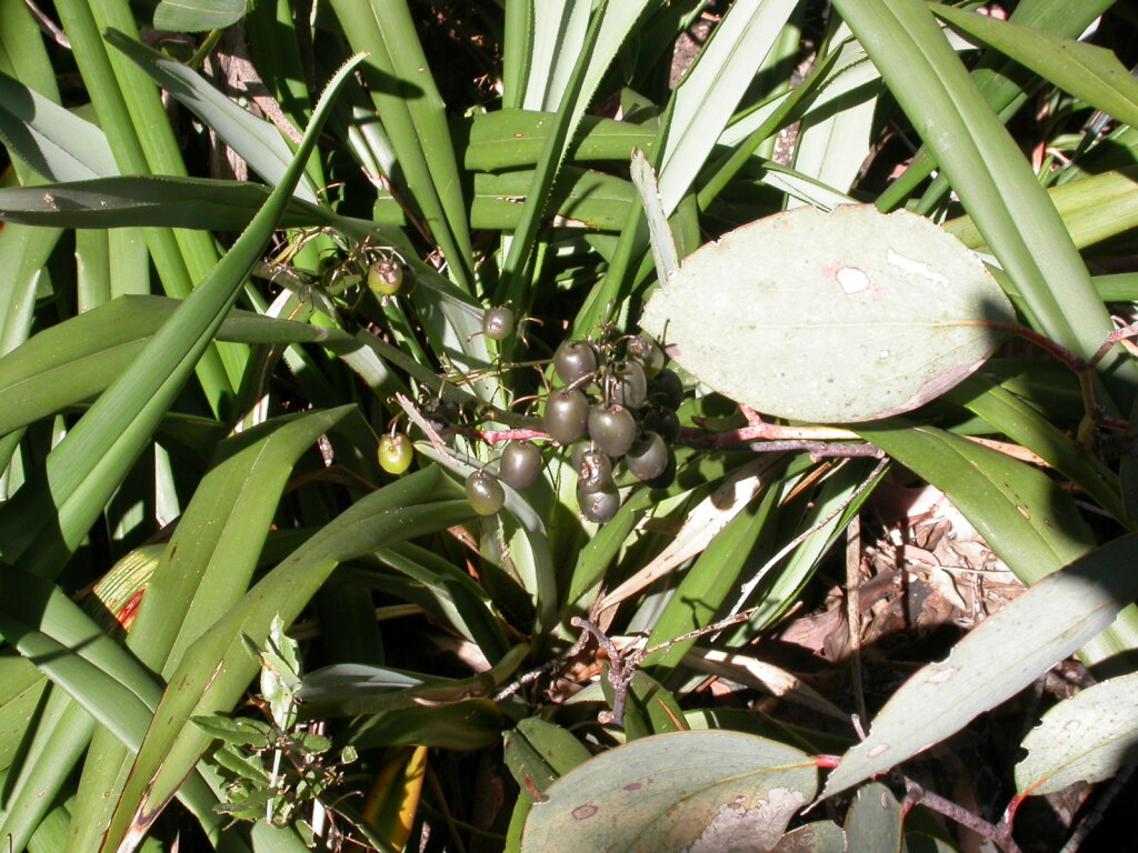 Dianella sp. aff. tasmanica (Snowfields) (hero image)