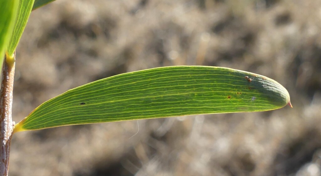Acacia oswaldii (hero image)