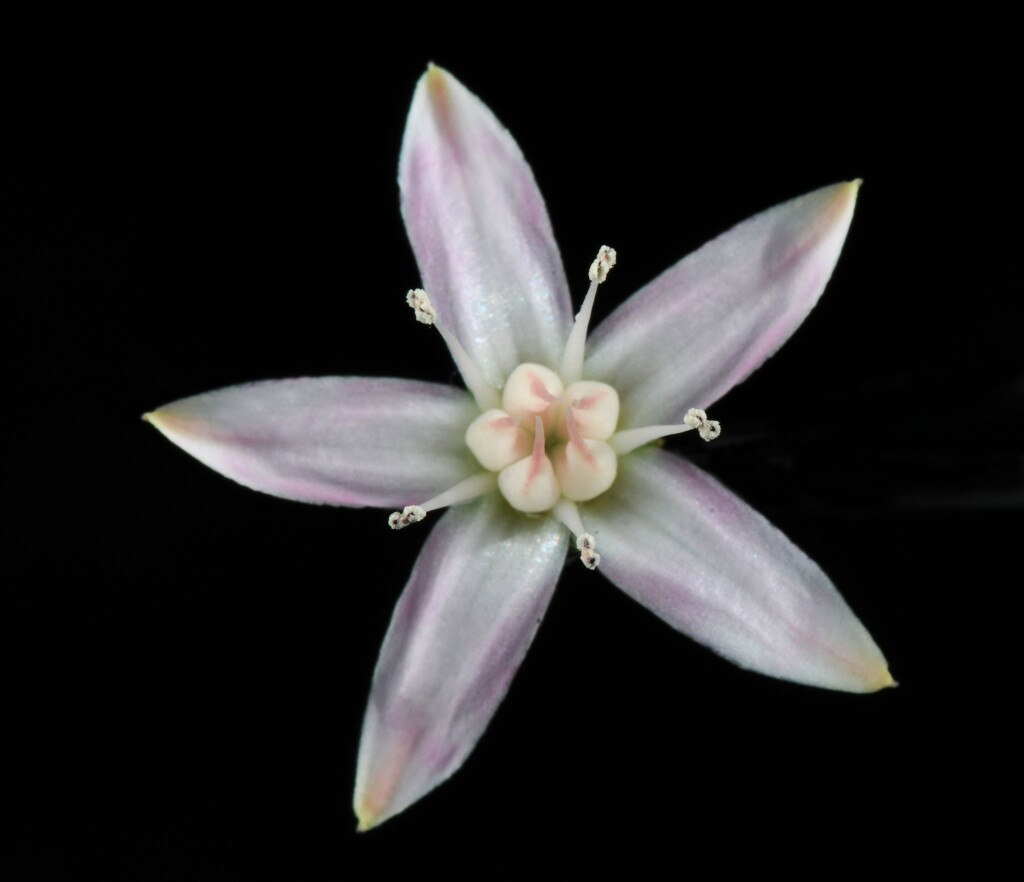 Crassula ovata (hero image)