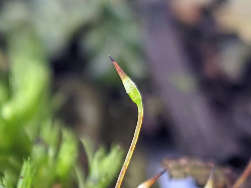 Sauloma tenella (hero image)