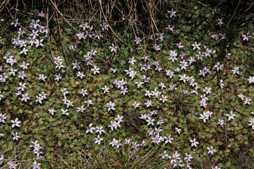 Lobelia surrepens (hero image)