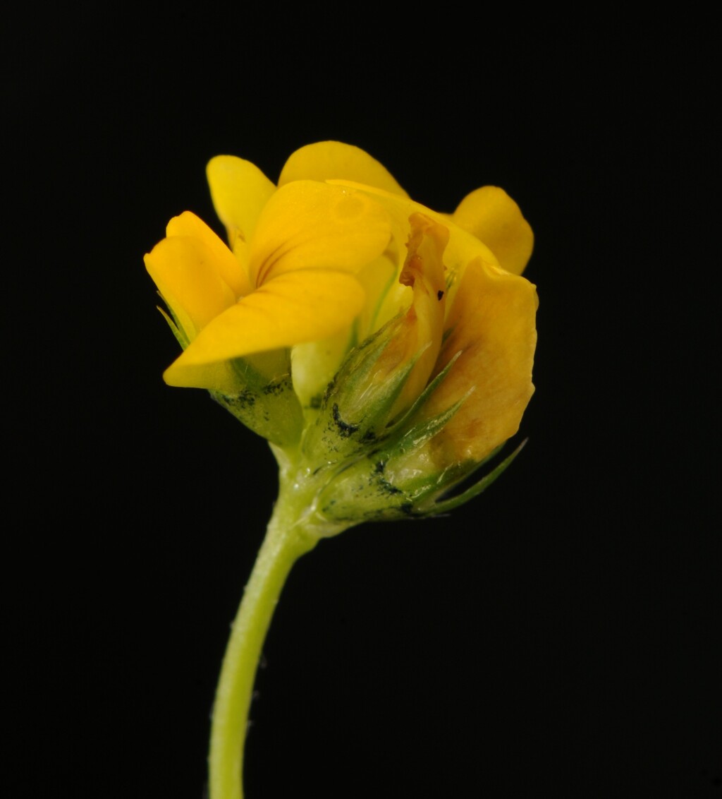 Medicago polymorpha (hero image)