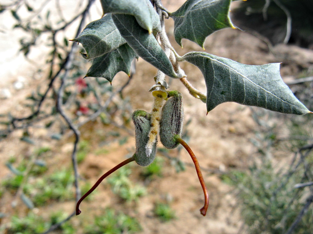 Grevillea aquifolium (hero image)