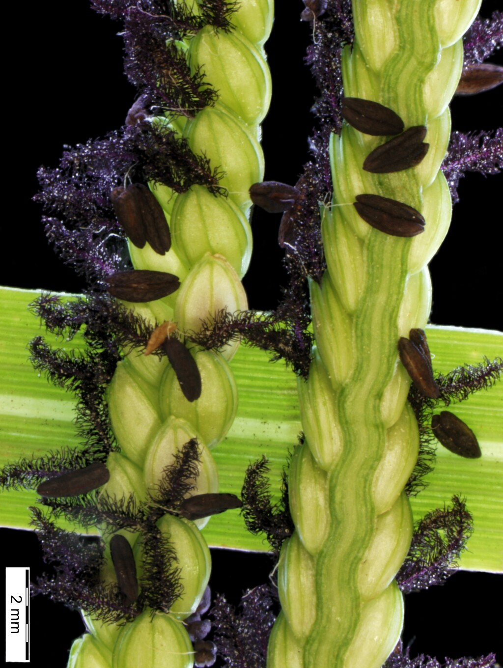Paspalum notatum (hero image)