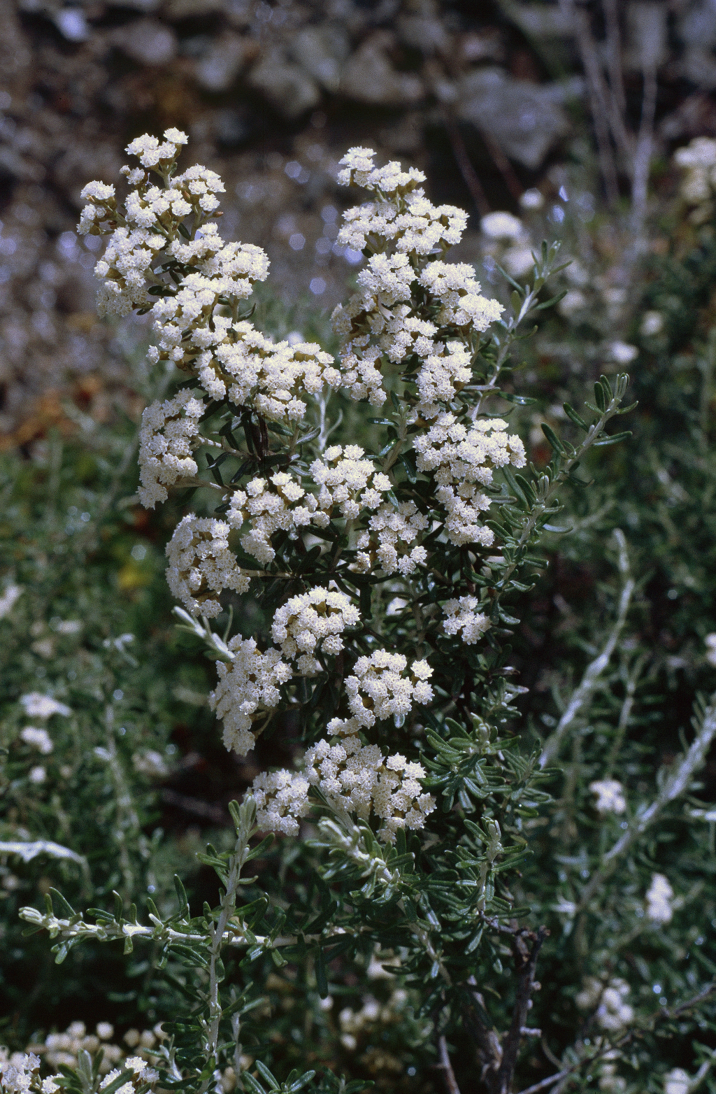 Ozothamnus secundiflorus (hero image)