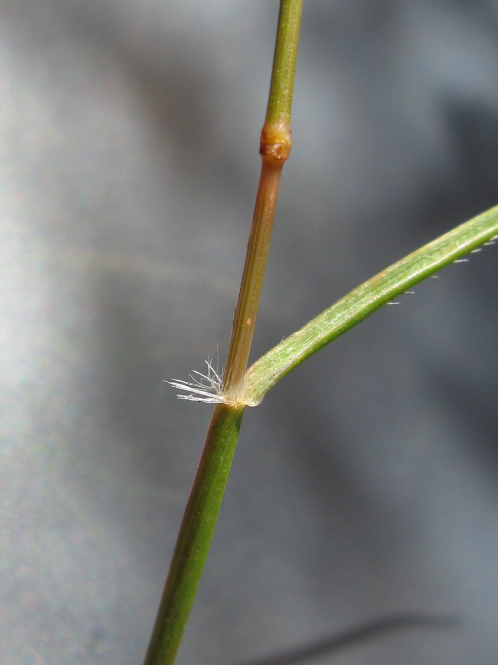 Rytidosperma setaceum (hero image)