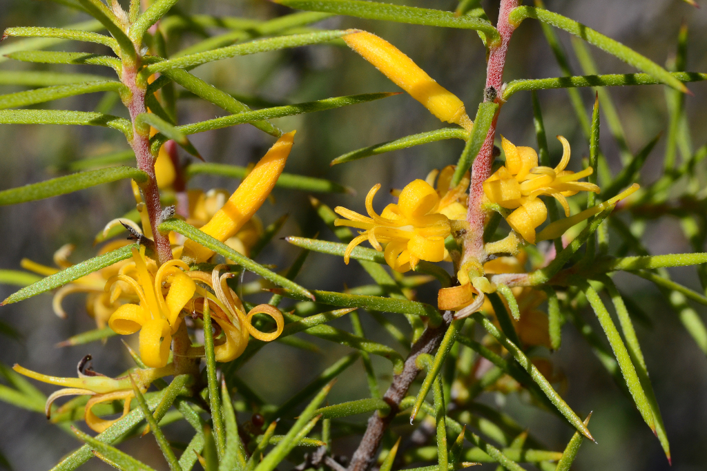 Persoonia (hero image)