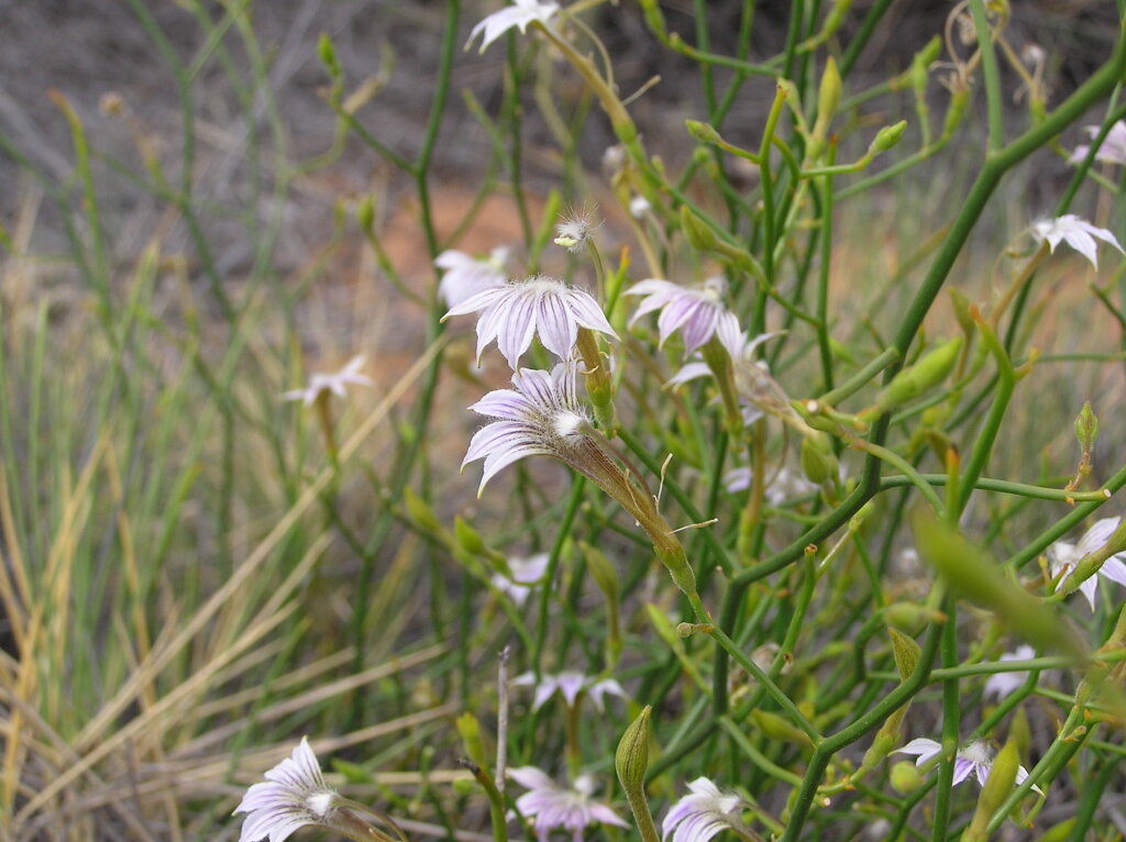 Scaevola depauperata (hero image)