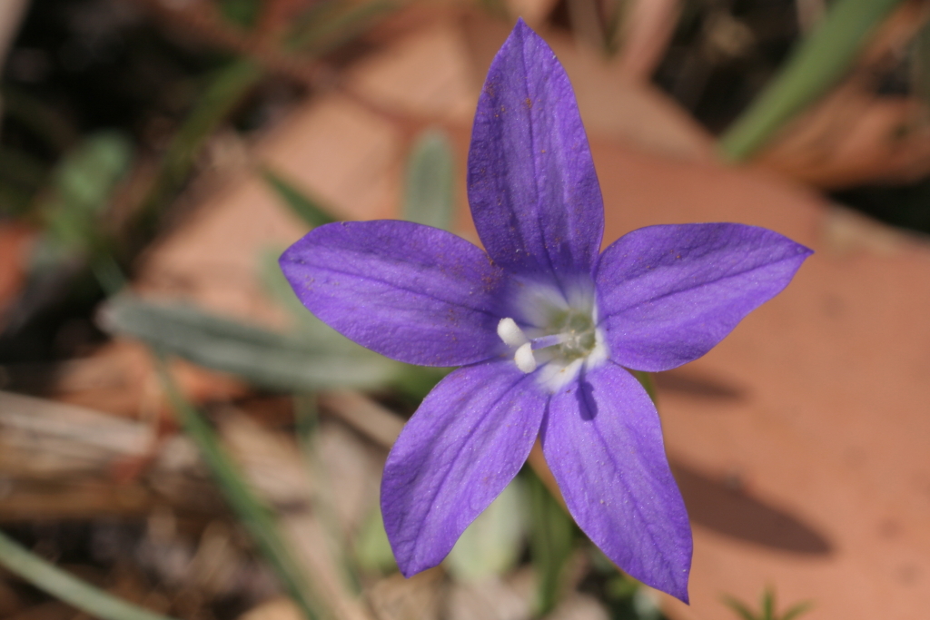 Wahlenbergia gloriosa (hero image)