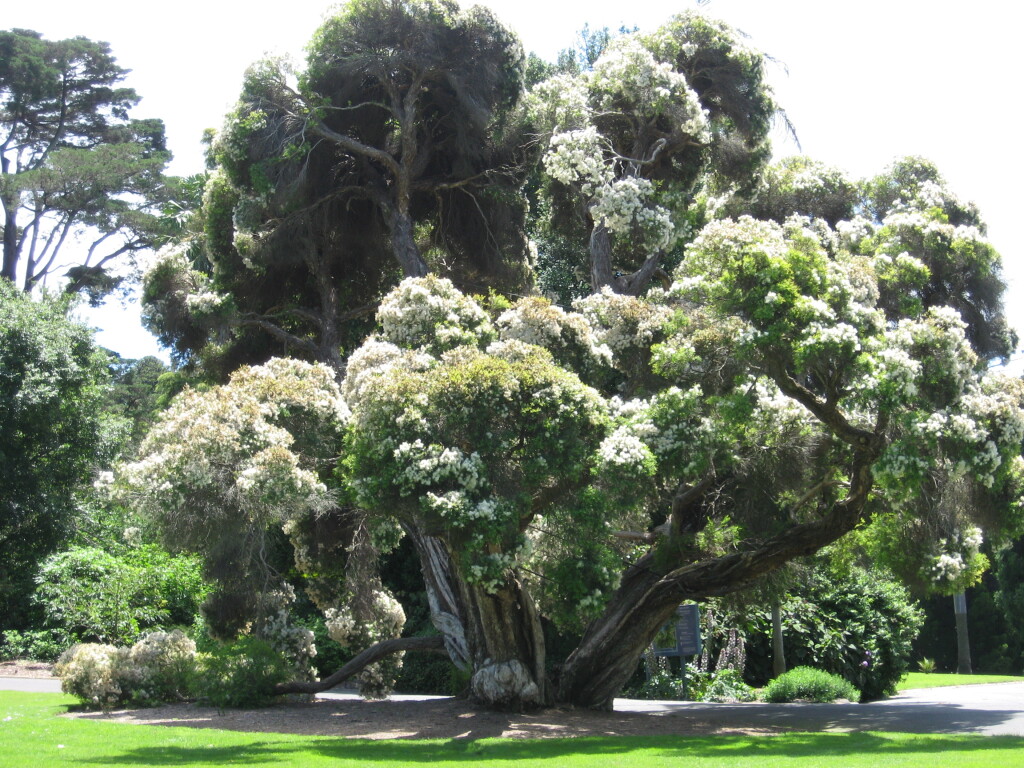 Melaleuca linariifolia (hero image)