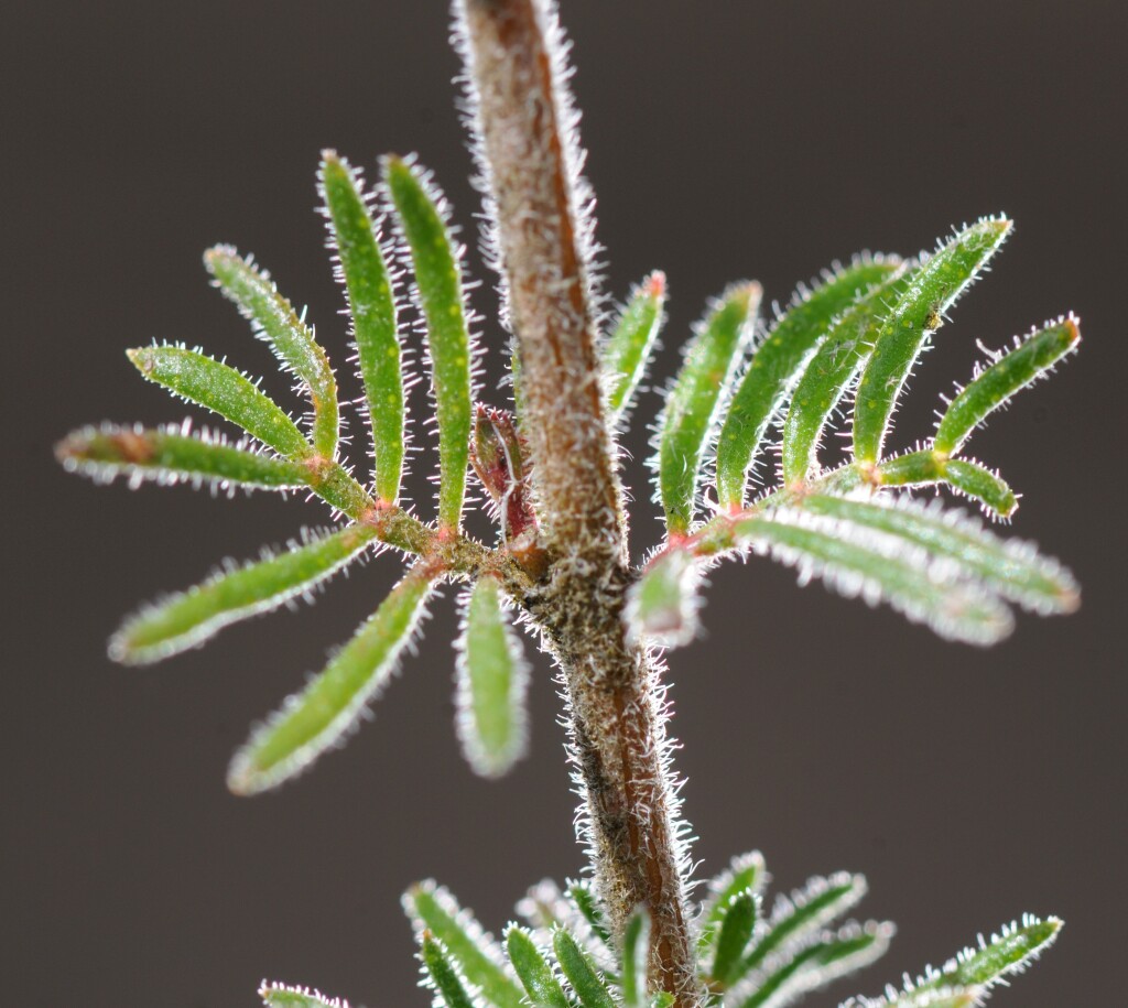 Boronia pilosa subsp. pilosa (hero image)