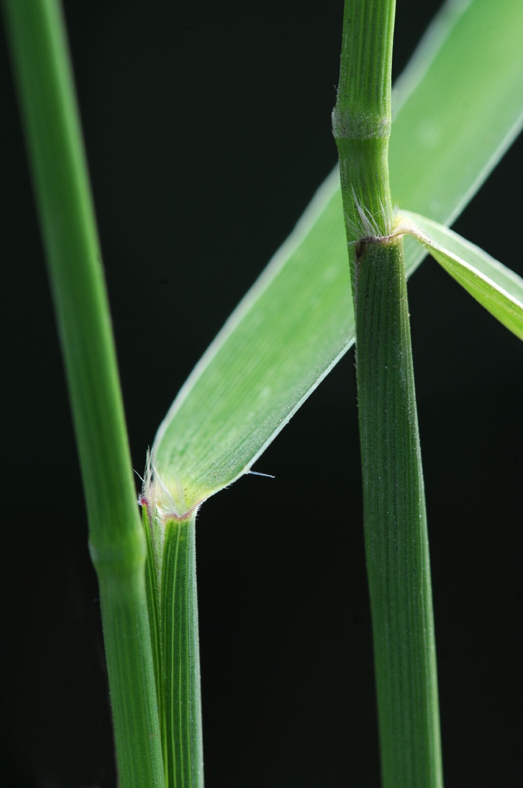 Entolasia (hero image)