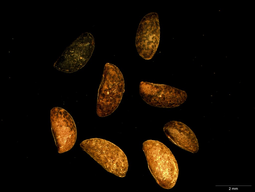 Boronia algida (hero image)