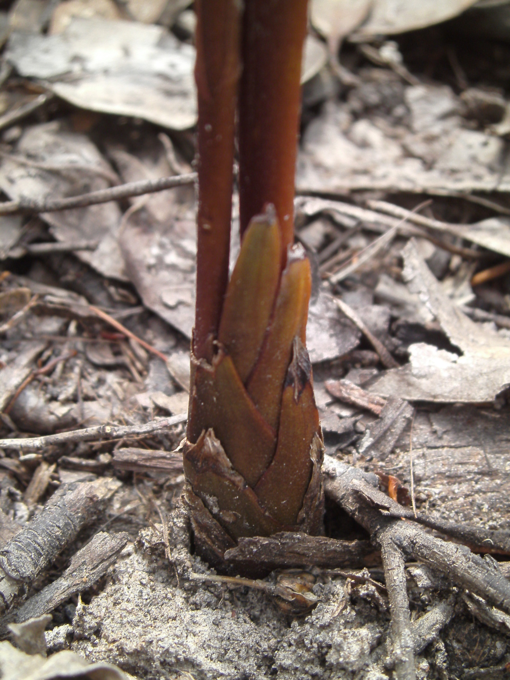 Dipodium variegatum (hero image)