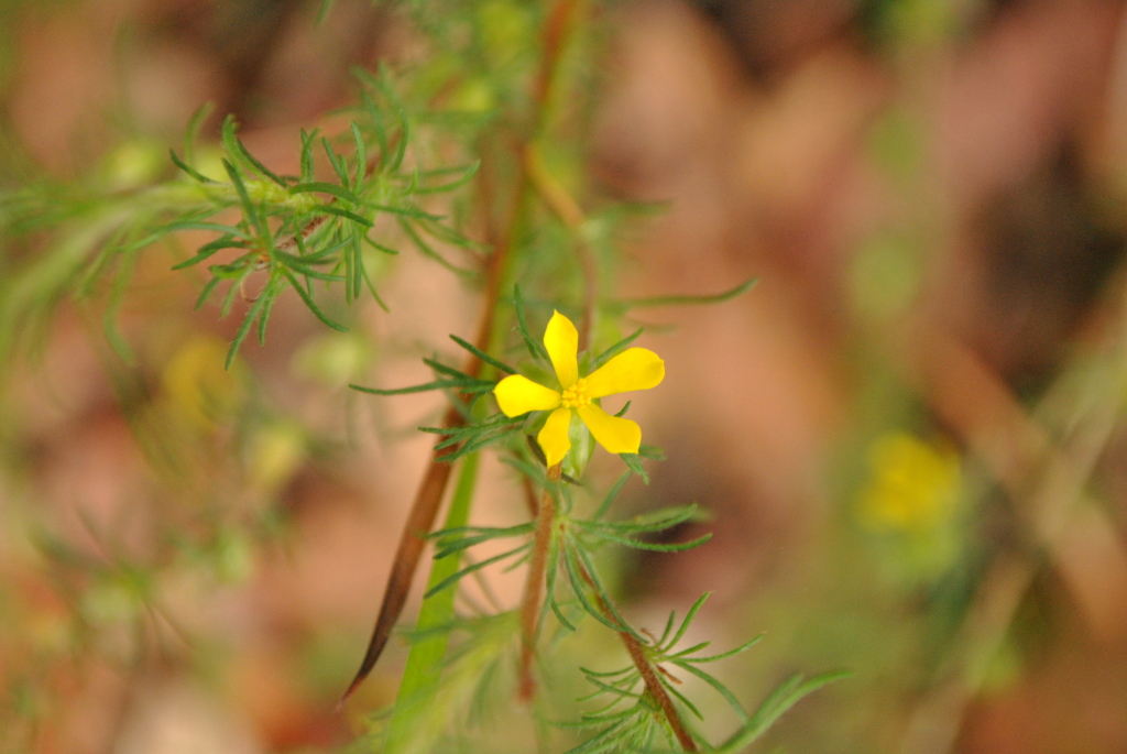 Hibbertia fasciculata var. prostrata (hero image)