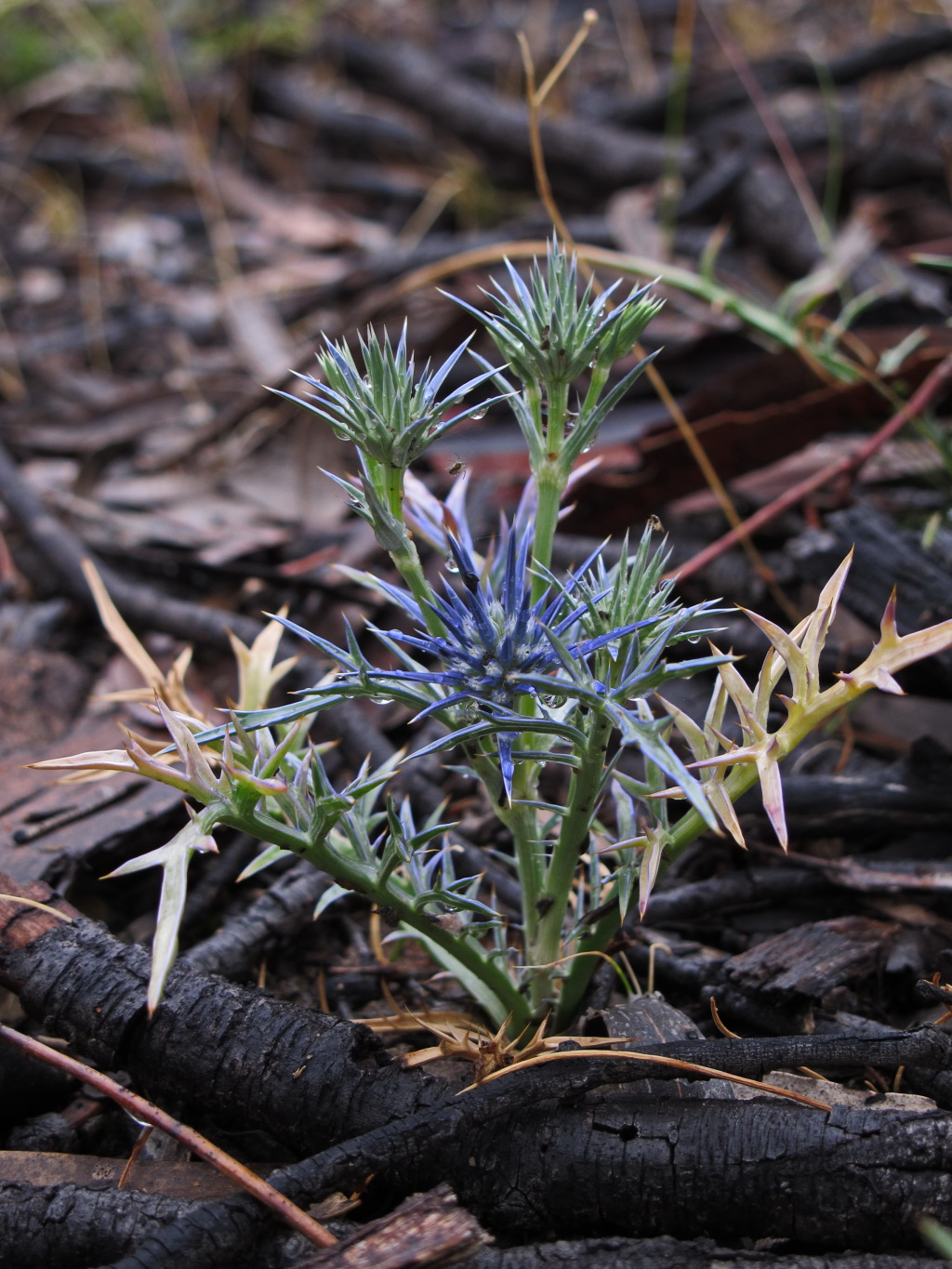 Eryngium ovinum (hero image)