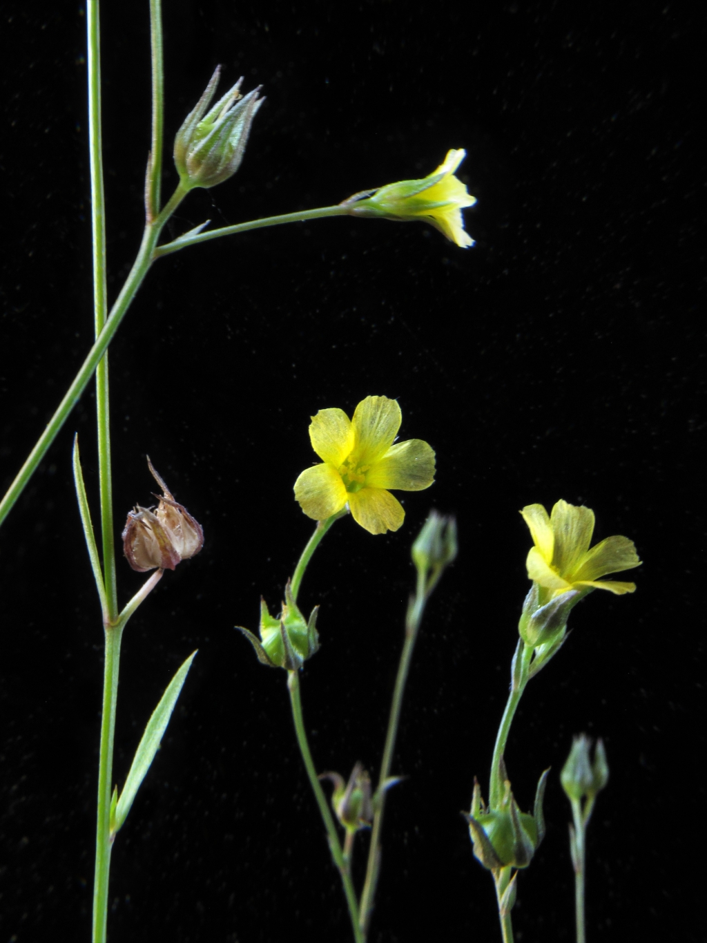 Linaceae (hero image)