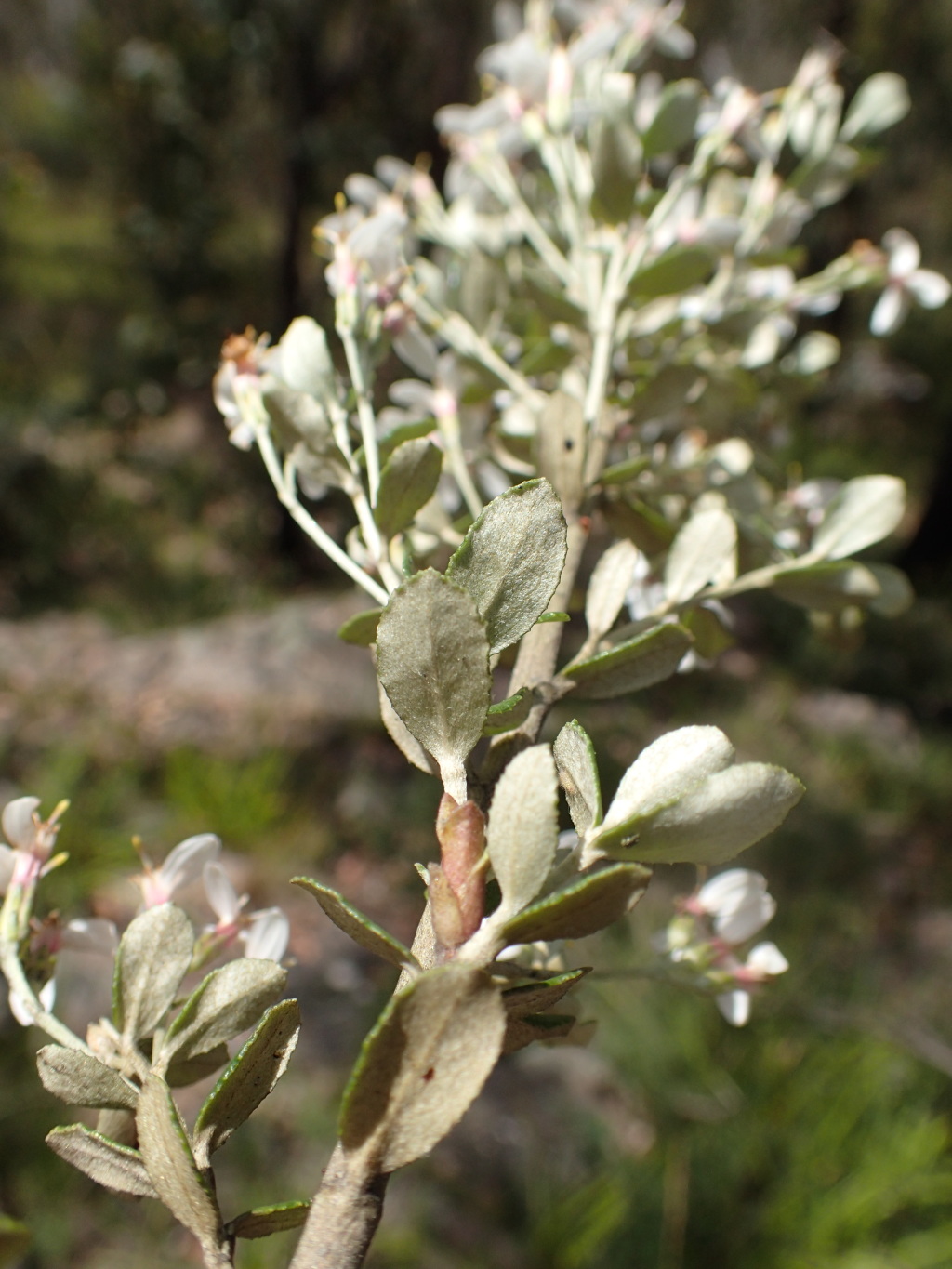 Olearia myrsinoides (hero image)