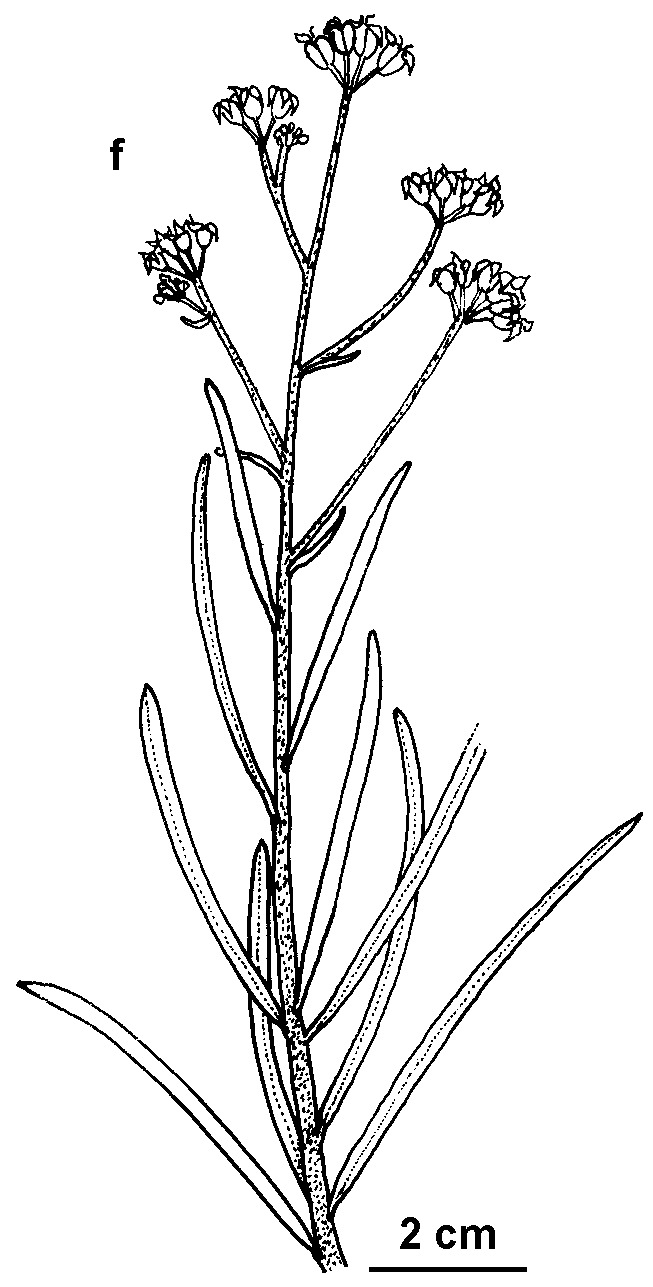 Astrotricha linearis (hero image)