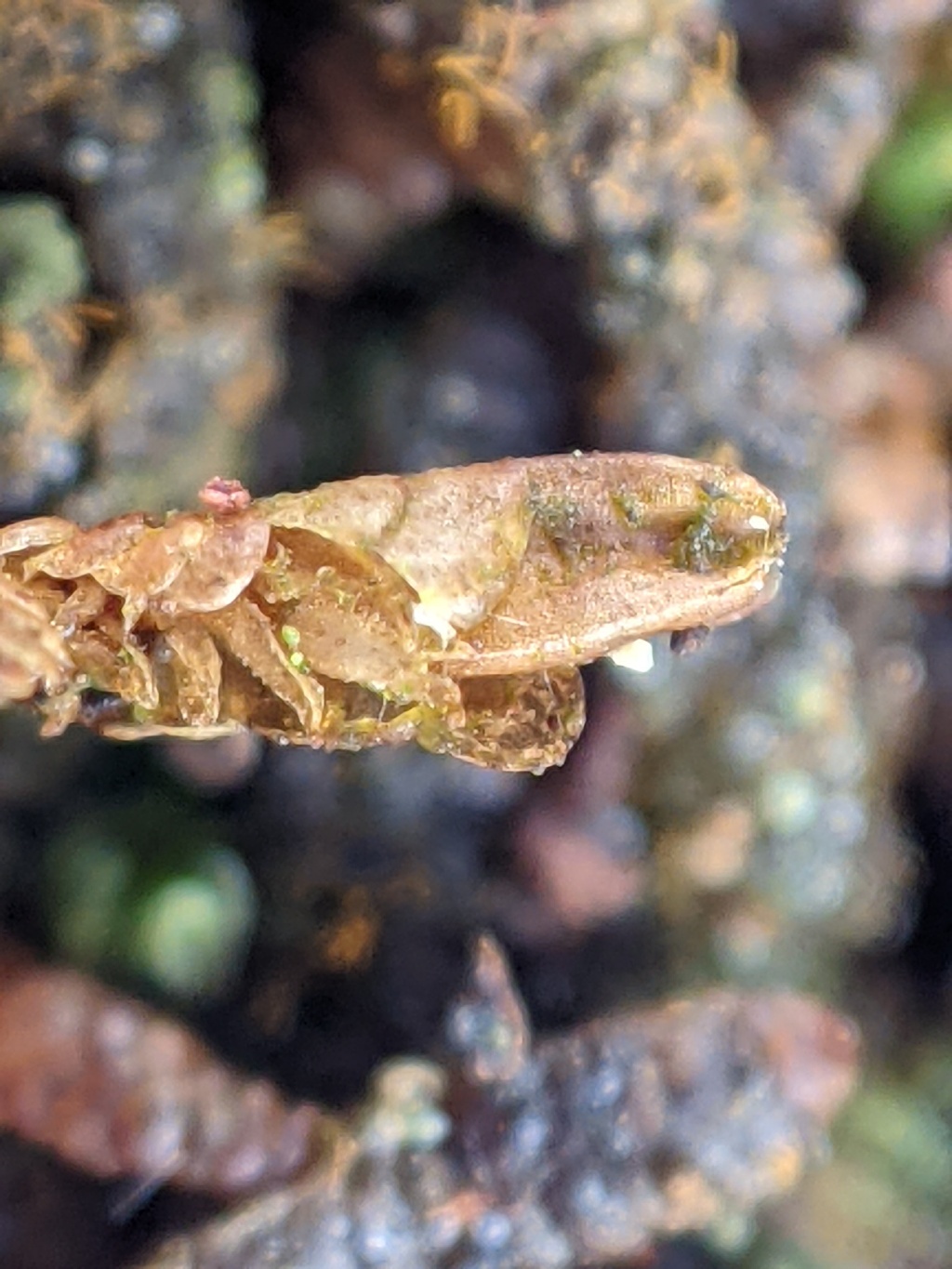 Frullaniaceae (hero image)