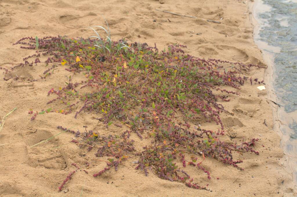 Atriplex prostrata (hero image)