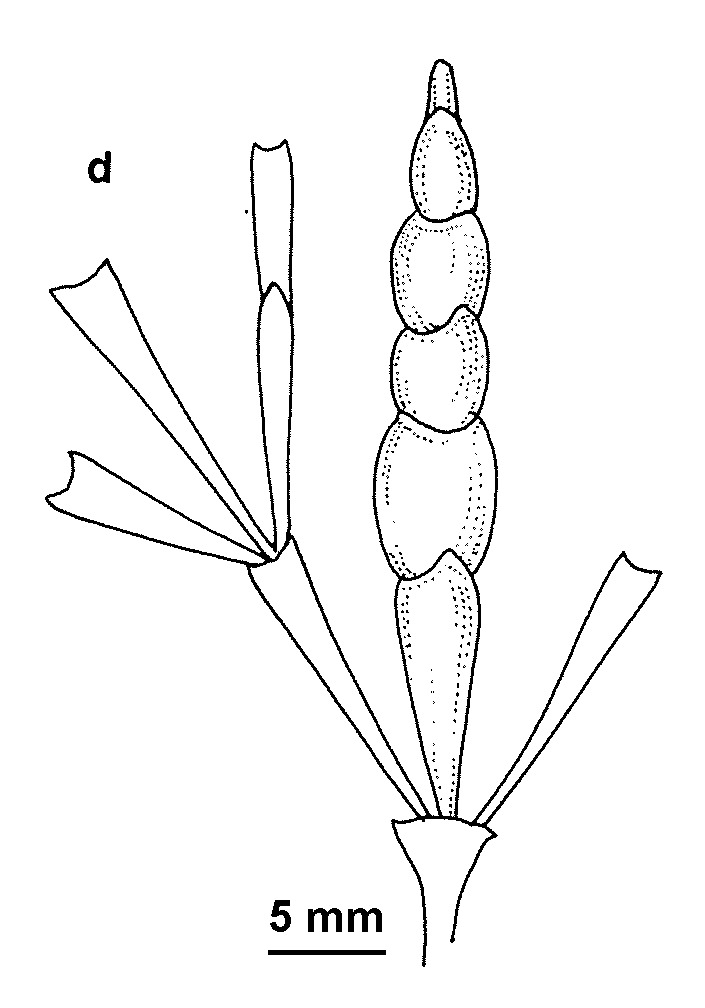 Tecticornia tenuis (hero image)