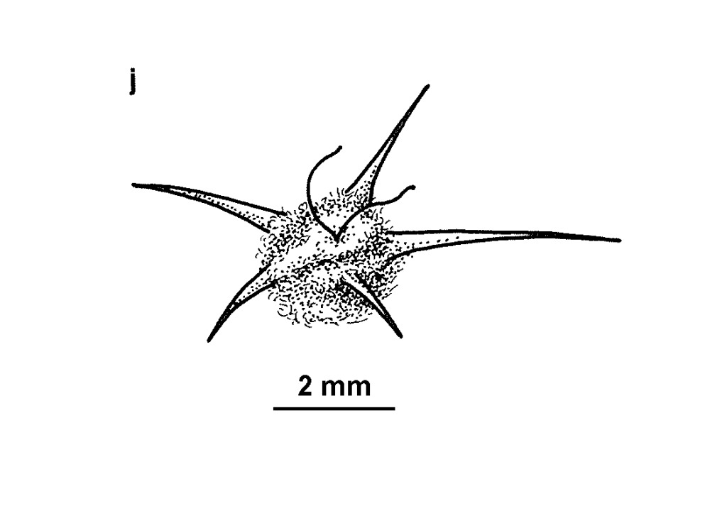 Sclerolaena muricata var. villosa (hero image)