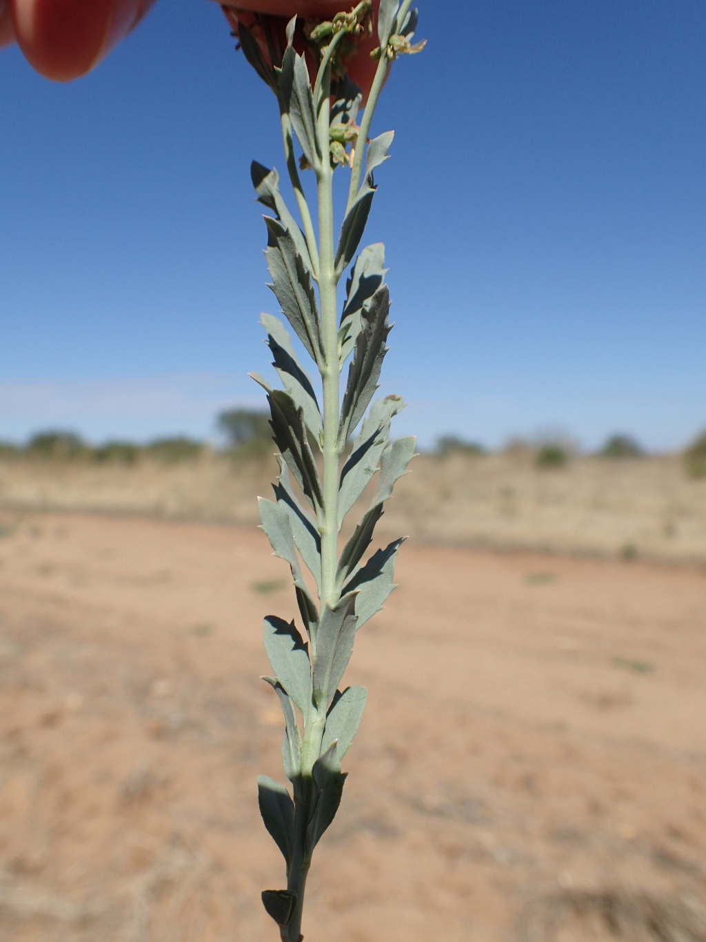 Haloragis glauca (hero image)